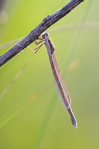 Sympecma fusca (Lestidae)  - Leste brun - Brown Emerald Damselfly Erdialdea / Zona Media [Espagne] 28/04/2011 - 350m