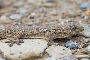 Tarentola mauritanica (Phyllodactylidae)  - Tarente de Maurétanie - Moorish Gecko Aude [France] 24/04/2011 - 30m