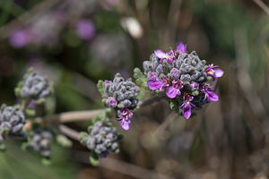 Teucrium polium (Lamiaceae)  - Germandrée polium, Germandrée tomenteuse Erdialdea / Zona Media [Espagne] 27/04/2011 - 350m