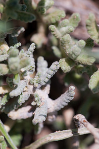 Teucrium polium (Lamiaceae)  - Germandrée polium, Germandrée tomenteuse Erdialdea / Zona Media [Espagne] 27/04/2011 - 350m