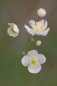 Thalictrum tuberosum (Ranunculaceae)  - Pigamon tubéreux Irunerria / Comarca de Pamplona [Espagne] 26/04/2011 - 440m