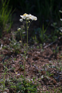 Thalictrum tuberosum (Ranunculaceae)  - Pigamon tubéreux Erdialdea / Zona Media [Espagne] 27/04/2011 - 520m