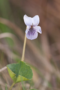 Viola palustris (Violaceae)  - Violette des marais - Marsh Violet Correze [France] 18/04/2011 - 800m