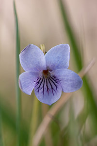 Viola palustris (Violaceae)  - Violette des marais - Marsh Violet Correze [France] 18/04/2011 - 800m