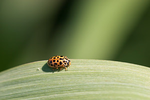 Anisosticta novemdecimpunctata (Coccinellidae)  - Coccinelle à dix-neuf points - 19-spot Ladybird Nord [France] 21/05/2011 - 180m