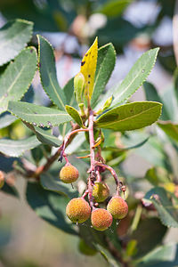 Arbutus unedo (Ericaceae)  - Arbousier commun, Arbre aux fraises - Strawberry-tree Landes [France] 02/05/2011 - 10m