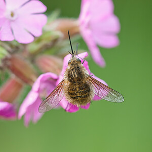 Bombylius  (Bombyliidae)  Dordogne [France] 03/05/2011 - 160m