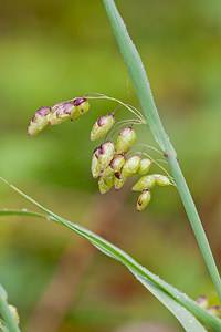 Briza maxima (Poaceae)  - Brize élevée, Grande brize - Greater Quaking-grass  [France] 02/05/2011