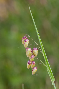 Briza maxima (Poaceae)  - Brize élevée, Grande brize - Greater Quaking-grass  [France] 02/05/2011 - 10m