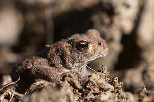 Bufo bufo (Bufonidae)  - Crapaud commun - Common Toad Ardennes [France] 21/05/2011 - 310m