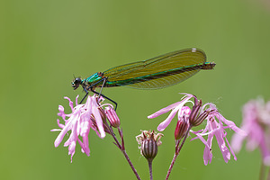 Calopteryx virgo (Calopterygidae)  - Caloptéryx vierge - Beautiful Damselfly Dordogne [France] 03/05/2011 - 90m