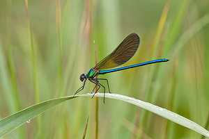 Calopteryx xanthostoma (Calopterygidae)  - Caloptéryx occitan  [France] 02/05/2011