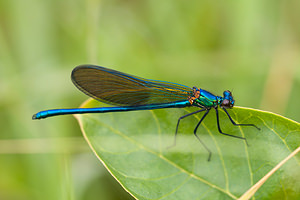 Calopteryx xanthostoma (Calopterygidae)  - Caloptéryx occitan  [France] 02/05/2011