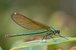 Calopteryx xanthostoma (Calopterygidae)  - Caloptéryx occitan  [France] 02/05/2011