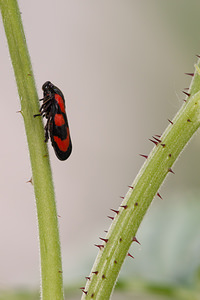 Cercopis vulnerata (Cercopidae)  - Cercope, Crachat de coucou - Froghopper Marne [France] 27/05/2011 - 190m