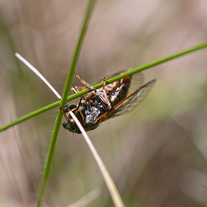 Cicadetta montana (Cicadidae)  - Cigale des montagnes, Petite cigale montagnarde - New Forest Cicada Marne [France] 25/05/2011 - 160m