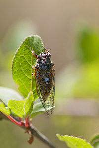 Cicadetta montana Cigale des montagnes, Petite cigale montagnarde New Forest Cicada