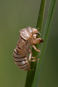 Cicadetta montana (Cicadidae)  - Cigale des montagnes, Petite cigale montagnarde - New Forest Cicada Marne [France] 25/05/2011 - 160mexuvie