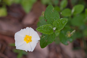 Cistus salviifolius (Cistaceae)  - Ciste à feuilles de sauge, Mondré - Sage-leaved Rock-rose  [France] 02/05/2011 - 20m