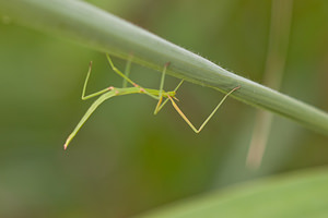 Clonopsis gallica (Bacillidae)  - Phasme gaulois - French stick insect  [France] 02/05/2011