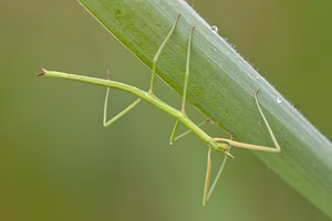 Clonopsis gallica (Bacillidae)  - Phasme gaulois - French stick insect  [France] 02/05/2011