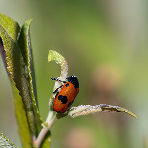 Clytra quadripunctata (Chrysomelidae)  - Clytre à petites taches Marne [France] 25/05/2011 - 90m