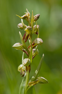 Coeloglossum viride (Orchidaceae)  - Coeloglosse vert, Orchis grenouille, Dactylorhize vert, Orchis vert - Frog Orchid Nord [France] 22/05/2011 - 220m