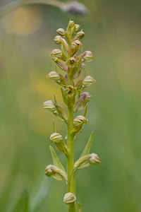 Coeloglossum viride (Orchidaceae)  - Coeloglosse vert, Orchis grenouille, Dactylorhize vert, Orchis vert - Frog Orchid Nord [France] 22/05/2011 - 220m