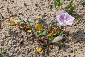 Convolvulus soldanella (Convolvulaceae)  - Liseron soldanelle, Liseron des dunes - Sea Bindweed  [France] 02/05/2011