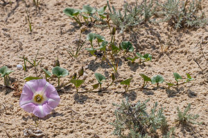 Convolvulus soldanella (Convolvulaceae)  - Liseron soldanelle, Liseron des dunes - Sea Bindweed Landes [France] 02/05/2011 - 10m