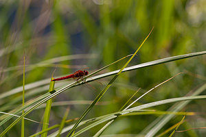 Crocothemis erythraea (Libellulidae)  - Crocothémis écarlate - Scarlet Dragonfly Marne [France] 25/05/2011 - 80m