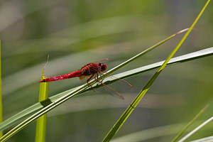 Crocothemis erythraea (Libellulidae)  - Crocothémis écarlate - Scarlet Dragonfly Marne [France] 25/05/2011 - 80m