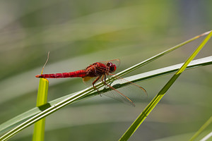 Crocothemis erythraea (Libellulidae)  - Crocothémis écarlate - Scarlet Dragonfly Marne [France] 25/05/2011 - 80m