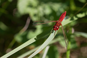 Crocothemis erythraea (Libellulidae)  - Crocothémis écarlate - Scarlet Dragonfly Marne [France] 25/05/2011 - 80m