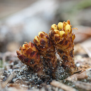 Cytinus hypocistis subsp. hypocistis (Cytinaceae)  - Cytinet, Cytinelle, Cytinet des cistes Landes [France] 02/05/2011 - 10m