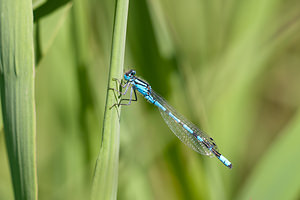 Enallagma cyathigerum (Coenagrionidae)  - Agrion porte-coupe - Common Blue Damselfly Nord [France] 21/05/2011 - 170m