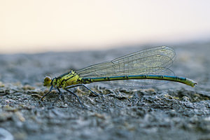 Erythromma najas (Coenagrionidae)  - Naïade aux yeux rouges - Red-eyed Damselfly Nord [France] 21/05/2011 - 180mImmature