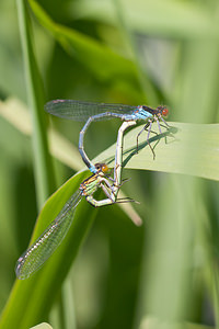 Erythromma najas (Coenagrionidae)  - Naïade aux yeux rouges - Red-eyed Damselfly Nord [France] 21/05/2011 - 170m