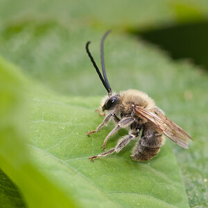 Eucera  (Apidae)  Marne [France] 27/05/2011 - 180m