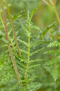 Filipendula vulgaris (Rosaceae)  - Filipendule commune, Spirée filipendule, Filipendule à six pétales, Filipendule vulgaire - Dropwort Dordogne [France] 03/05/2011 - 190m