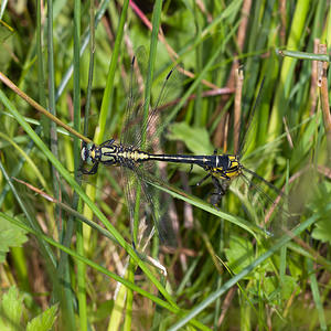 Gomphus vulgatissimus (Gomphidae)  - Gomphe vulgaire - Club-tailed Dragonfly Dordogne [France] 03/05/2011 - 90m