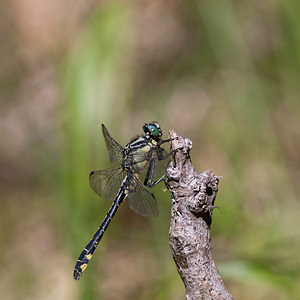 Gomphus vulgatissimus (Gomphidae)  - Gomphe vulgaire - Club-tailed Dragonfly Marne [France] 25/05/2011 - 160m