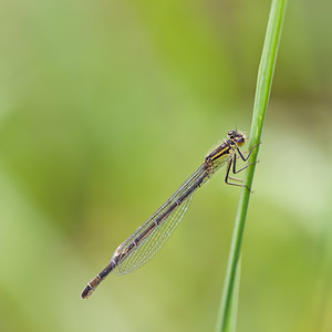 Ischnura elegans (Coenagrionidae)  - Agrion élégant - Blue-tailed Damselfly  [France] 02/05/2011type B