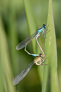 Ischnura elegans (Coenagrionidae)  - Agrion élégant - Blue-tailed Damselfly Nord [France] 21/05/2011 - 170m