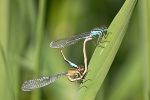 Ischnura elegans (Coenagrionidae)  - Agrion élégant - Blue-tailed Damselfly Nord [France] 21/05/2011 - 170m