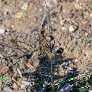 Libellula quadrimaculata (Libellulidae)  - Libellule quadrimaculée, Libellule à quatre taches - Four-spotted Chaser Marne [France] 26/05/2011 - 240m