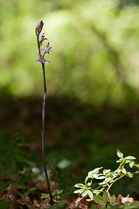 Limodorum abortivum (Orchidaceae)  - Limodore avorté, Limodore sans feuille, Limodore à feuilles avortées Marne [France] 25/05/2011 - 150m