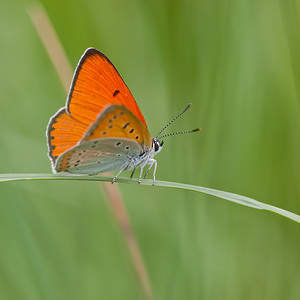 Lycaena dispar (Lycaenidae)  - Cuivré des marais Dordogne [France] 03/05/2011 - 90msubsp burdigalensis - m?le