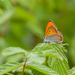 Lycaena dispar (Lycaenidae)  - Cuivré des marais Dordogne [France] 03/05/2011 - 90msubsp burdigalensis - m?le