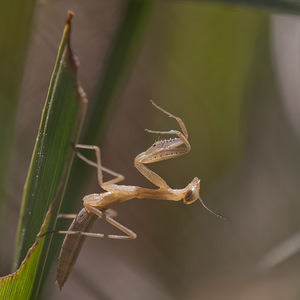 Mantis religiosa (Mantidae)  - Mante religieuse - Praying Mantis Marne [France] 25/05/2011 - 160m